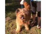 Adopt QUEEN - lovely girl a RedGoldenOrangeCh estnut - with Blac
