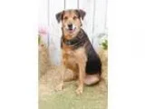 Adopt Baron a German Shepherd Dog  Rottweiler  Mixed dog in Inve