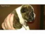 Male Puppy