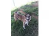 Adopt Candy a Australian Shepherd Bearded Collie