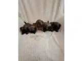 Gorgeous AKC registered litter