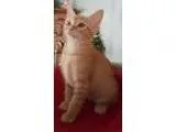 Adopt BAILEY - BOB TAILED BABY BOY a Orange or Red Tabby Domesti