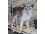 Adopt SHEBA a Ragdoll  Mixed cat in Inverness FL (15527077)