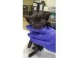 Adopt Shadow a All Black Domestic Shorthair  Mixed cat in Santa 