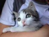 Adopt Kittens a Brown Tabby Domestic Shorthair (short coat) cat 