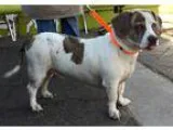 Adopt Harley a Tricolor (TanBrown and Black and White) Basset Ho