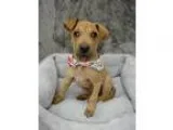 Adopt Wrinkles a Shar Pei