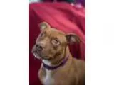 Adopt Mistletoe a Pit Bull Terrier