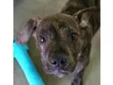 Adopt Chase a Pit Bull Terrier