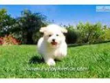 Beautiful Maltipoo Hybrid Male Puppy 4 Sale