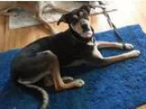 Adopt Dixie a Black - with Brown Red Golden Orange or Chestnut L