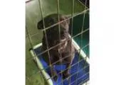 Adopt Nikita a Shepherd Golden Retriever