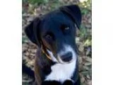 Adopt Vincent a Labrador Retriever