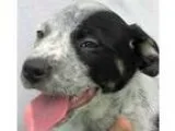 Adopt Burke a Merle Border Collie  Australian Cattle Dog  Mixed 