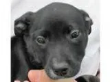 Adopt Bristol a Border Collie Australian Cattle Dog (Blue Heeler