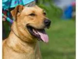 Adopt Radar a Labrador Retriever