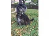 Adopt Nigel a Black - with White Affenpinscher  Shih Tzu  Mixed 