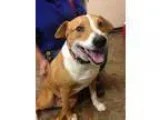 Adopt Bella a Pit Bull Terrier Labrador Retriever