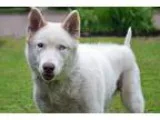 Adopt Ella a White Husky  German Shepherd Dog  Mixed dog in Sout