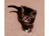 Adopt Forrest a Brown Tabby Domestic Shorthair (short coat) cat 