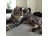 Adopt Prince a Gray Blue or Silver Tabby Domestic Mediumhair (me