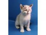 Adopt Fletch a Snowshoe  Mixed (medium coat) cat in Overland Par