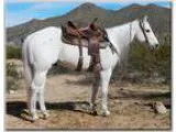 Gorgeous All Around Gelding Fancy Broke and Gentle