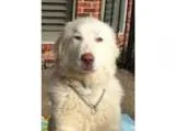 Adopt Natalie (S) a Great Pyrenees