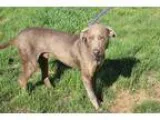 Adopt Desmond a Weimaraner  Doberman Pinscher  Mixed dog in Wash