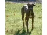 Adopt Savannah Heart a RedGoldenOrangeCh estnut - with Black Dob