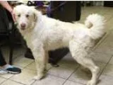 Adopt LIGHTNING a Black - with White Labrador Retriever  Mixed d