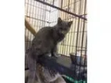 Adopt Ghost a Gray Blue or Silver Tabby Domestic Shorthair (shor