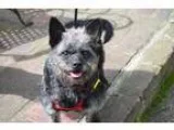 Adopt Candy a Black Poodle (Miniature)  Mixed dog in Washington 