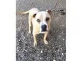 Adopt Sean a TanYellowFawn Mastiff  Boxer  Mixed dog in Bandera