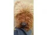 Adopt Rocky a BrownChocolate Poodle (Miniature)  Mixed dog in Oa
