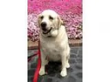 Jane - Female Labrador Retriever Mix