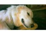 Adopt Frye (S) a Great Pyrenees