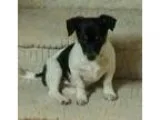 truck 4x4 s-10- ZR2 PACKAGE