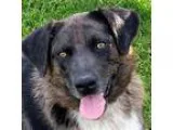 Adopt Raven a Black - with Gray or Silver Australian Cattle Dog 
