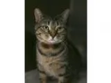 Adopt Sweetie a Brown Tabby Domestic Shorthair (short coat) cat 