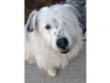 Adopt Lucy Franklin a Bearded Collie