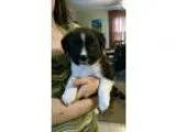 Adopt Barley a White - with Black Hound (Unknown Type)  Shepherd