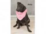 Adopt Shelly (Adoption Pending) a Labrador Retriever