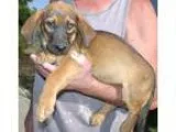 Adopt BASSET GIRLS C a BrownChocolate - with Black Basset Hound 