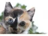 Adopt Ava a Tortoiseshell Calico (short coat) cat in Myrtle Beac