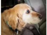 Adopt Celestina a RedGoldenOrangeCh estnut Golden Retriever  Mix