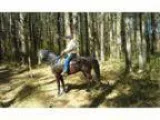 Tennessee WalkerTrail Horse