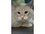 Adopt Jimi a Siamese  Mixed cat in Walla Walla WA (15538123)