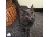 Adopt Voltaire a Domestic Longhair  Mixed cat in Norfolk VA (155