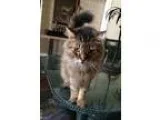 Adopt Hawk a Brown Tabby Maine Coon  Mixed (medium coat) cat in 